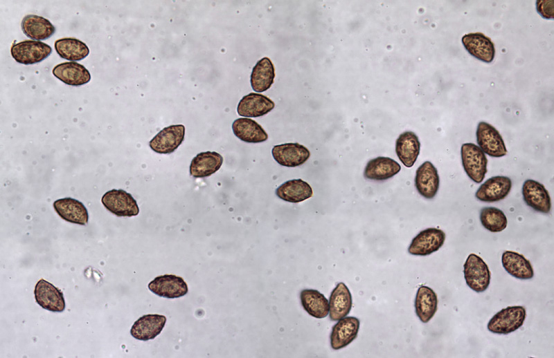 Cortinarius ochraceopallescens spores Cortinarius ochraceopallescens